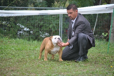 Strawberry Bull's - CACS CACIB Trieste (Italie)12  octobre 2012