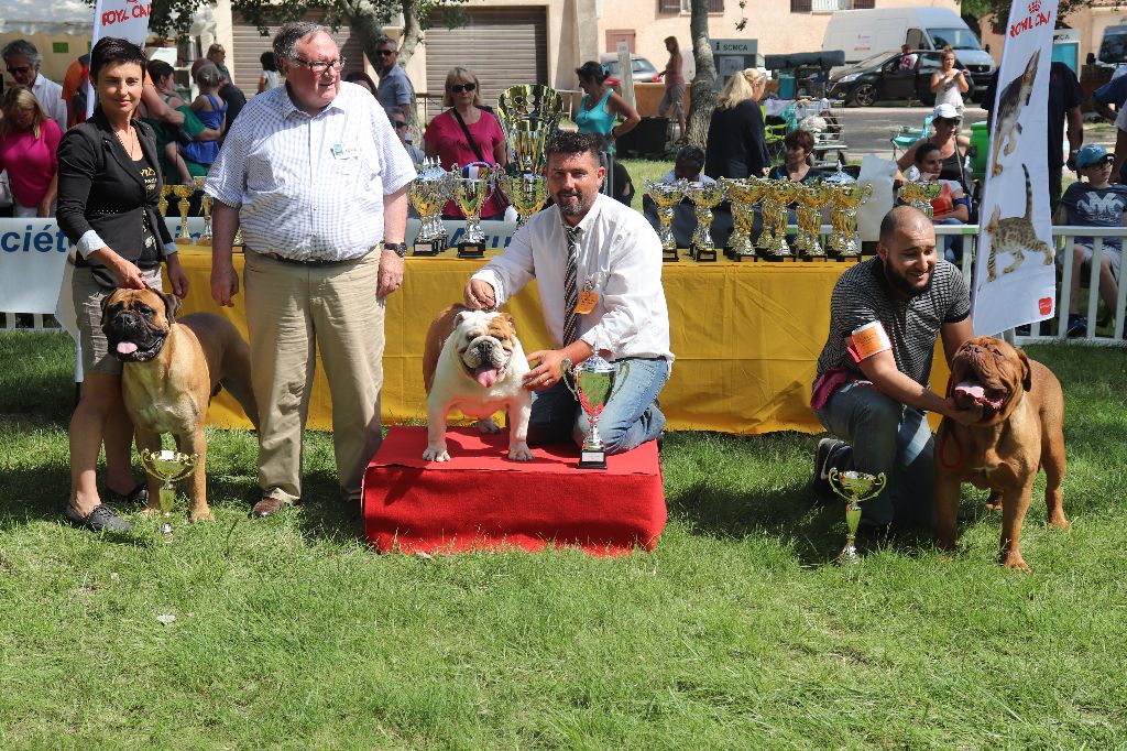 Strawberry Bull's - CACS Trets le 17 juin 2018 juge Mr Soulat