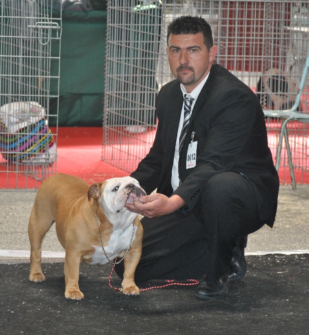 Strawberry Bull's - CACS CACIB Montluçon le 16.03.2014 juge Mr Dan Ericsson