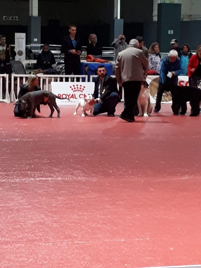 Strawberry Bull's - CACS Marseille le 24 novembre 2018 juge Mme Seltz Halter Jeannette