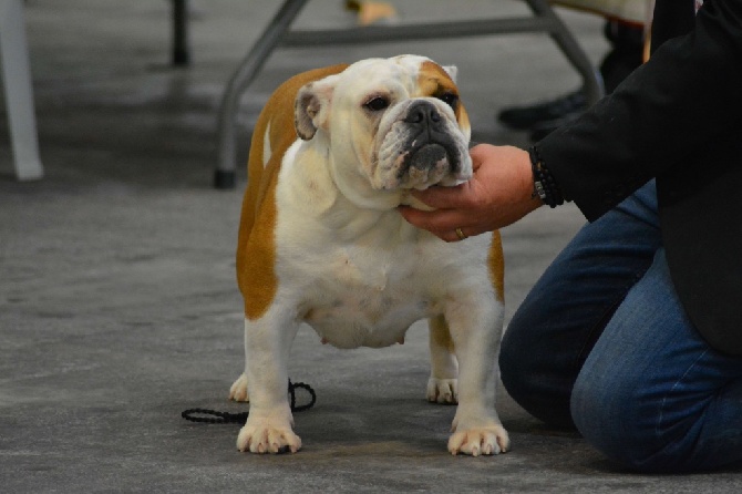 Strawberry Bull's - CACS CACIB Marseille le 26 novembre 2016 juge Mme Desserne Sylvie