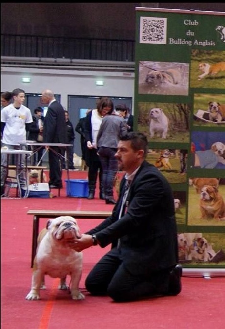 Strawberry Bull's - Spéciale Bulldog Anglais Toulouse le 28.02.16 juge Mr Chapiro Boris