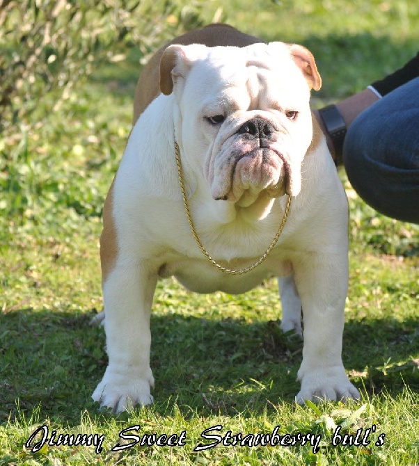 Strawberry Bull's - CACS-CACIB Perpignan le 25.01.2015 juge Mme Choisy