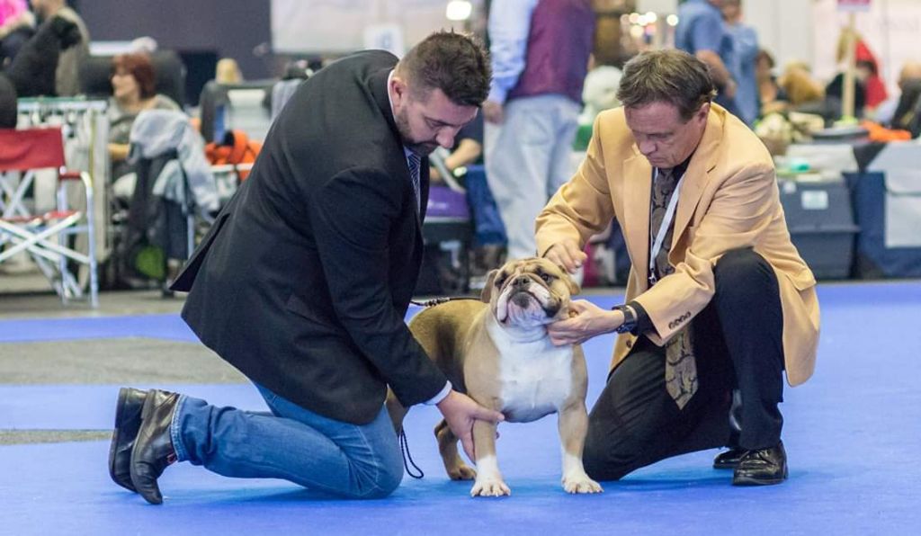 Strawberry Bull's - CACS CACIB Genève le 10 novembre 2018 juge Mr Engh Espen