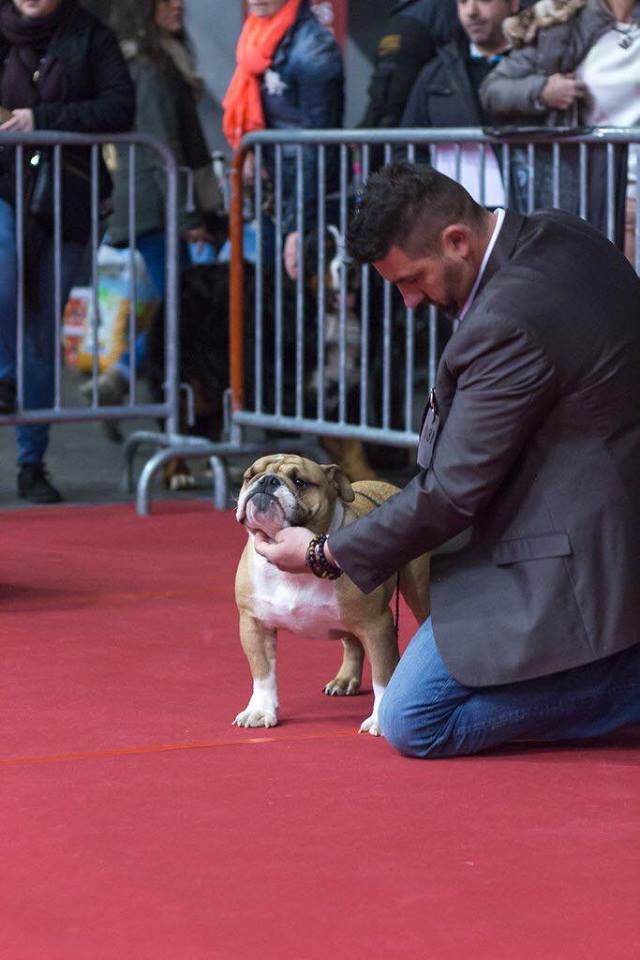 Strawberry Bull's - CACS CACIB Toulouse spéciale Bulldog le 24.02.18  juge Mme Grell Petra