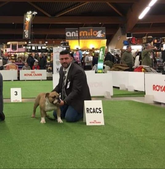 Strawberry Bull's - CACS Perpignan le 26 janvier 2019 juge Mme Class