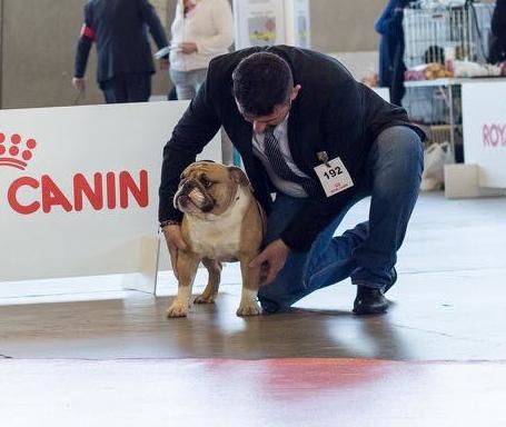 Strawberry Bull's - CACS Alès le 01 avril 2018 juge Mme Bottussi-Jocquel Céline