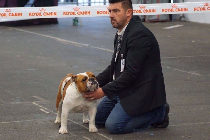 Strawberry Bull's - CACS CACIB spéciale bulldog Bordeaux le 15 janvier 2017  Mr Barenne