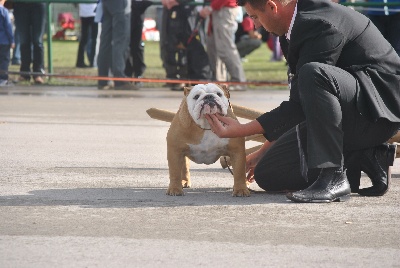 Strawberry Bull's - CACS CACIB Koper II (Slovénie)14 octobre 2012