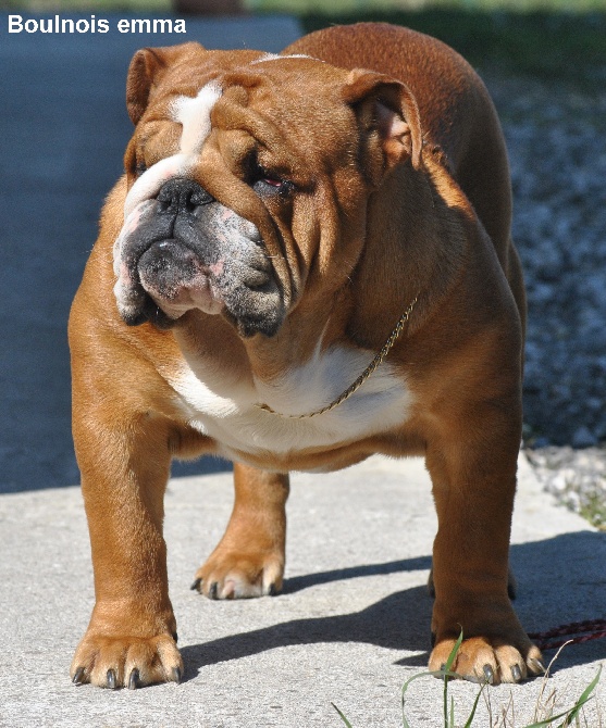 Strawberry Bull's - CACS CACIB Montluçon le 16.03.14 juge Mr Dan Ericsson