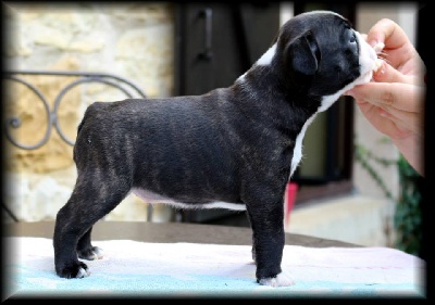 Lord Roy's - chiots disponibles