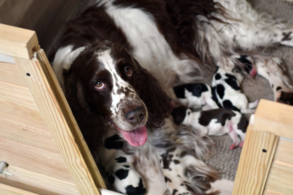 Of Five O'clock - English Springer Spaniel - Portée née le 10/03/2019