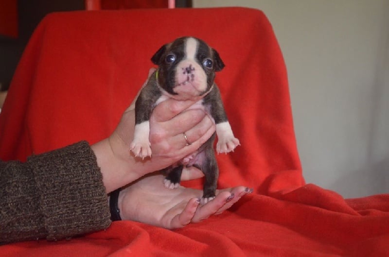 De La Vallée Du Breuchin - Chiots disponibles - Boston Terrier