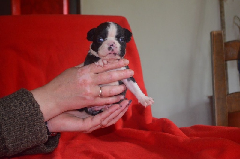 De La Vallée Du Breuchin - Chiots disponibles - Boston Terrier