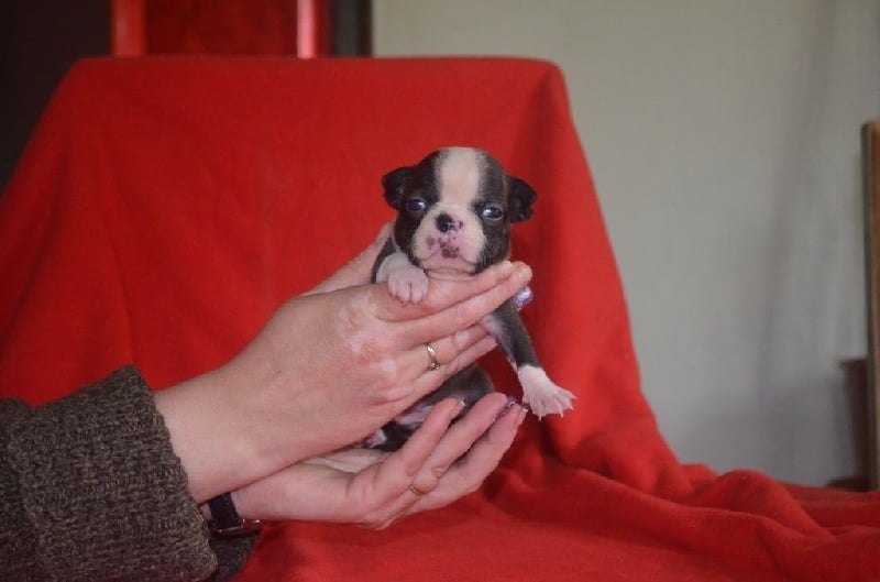 De La Vallée Du Breuchin - Chiots disponibles - Boston Terrier