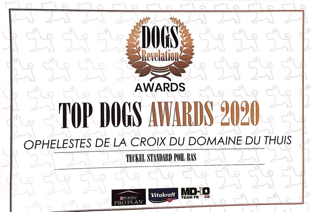 de la croix du domaine du thuis - DOGS RÉVÉLATION 