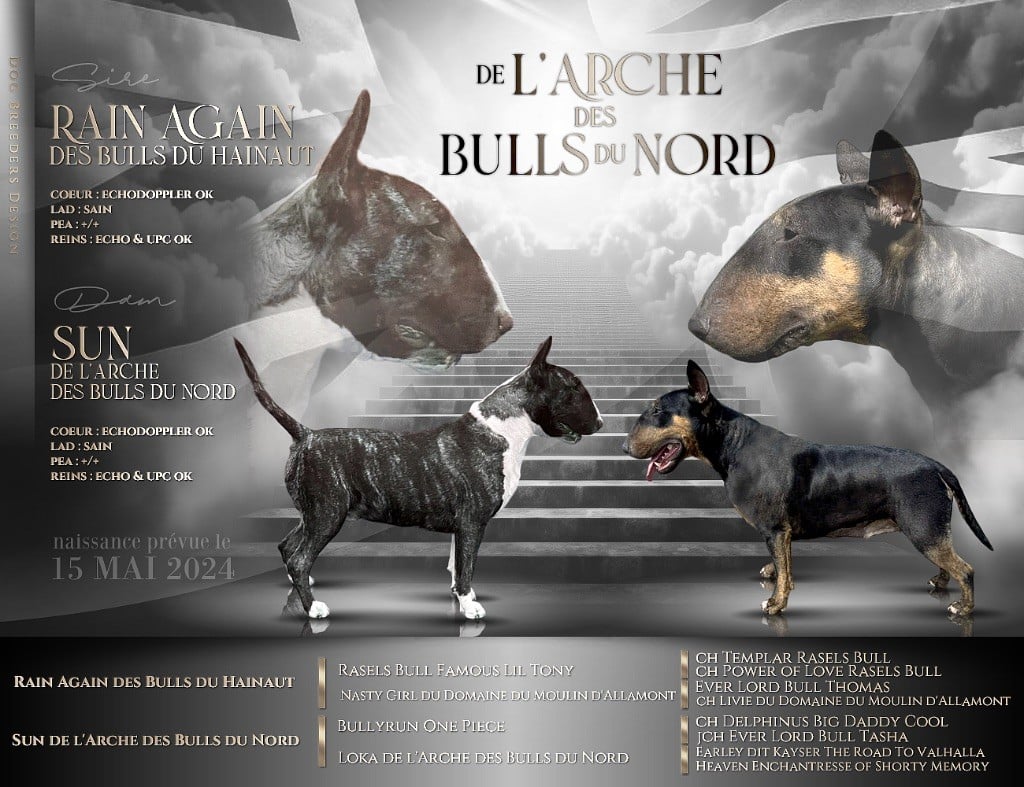 De L'Arche Des Bull Du Nord - Les bébés sont nés 