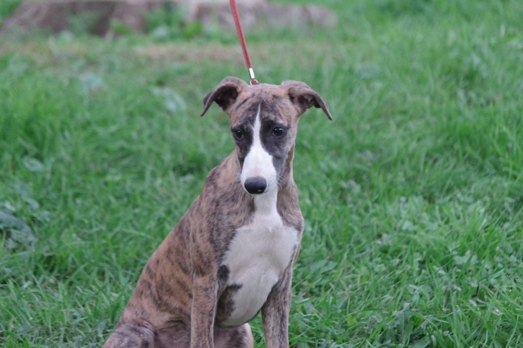 Une Histoire Sans Fin - Chiots disponibles - Whippet