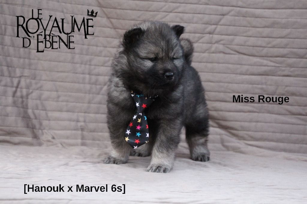 Du Royaume D'ebène - Eurasier - Portée née le 21/11/2017