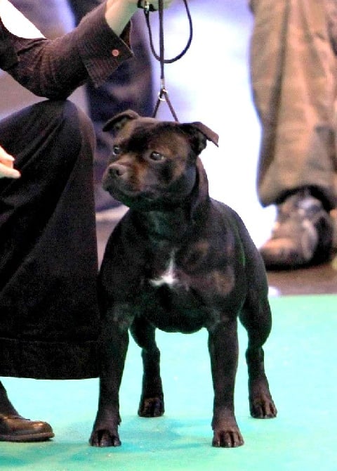 Waywardstaff - CRUFTS 2014