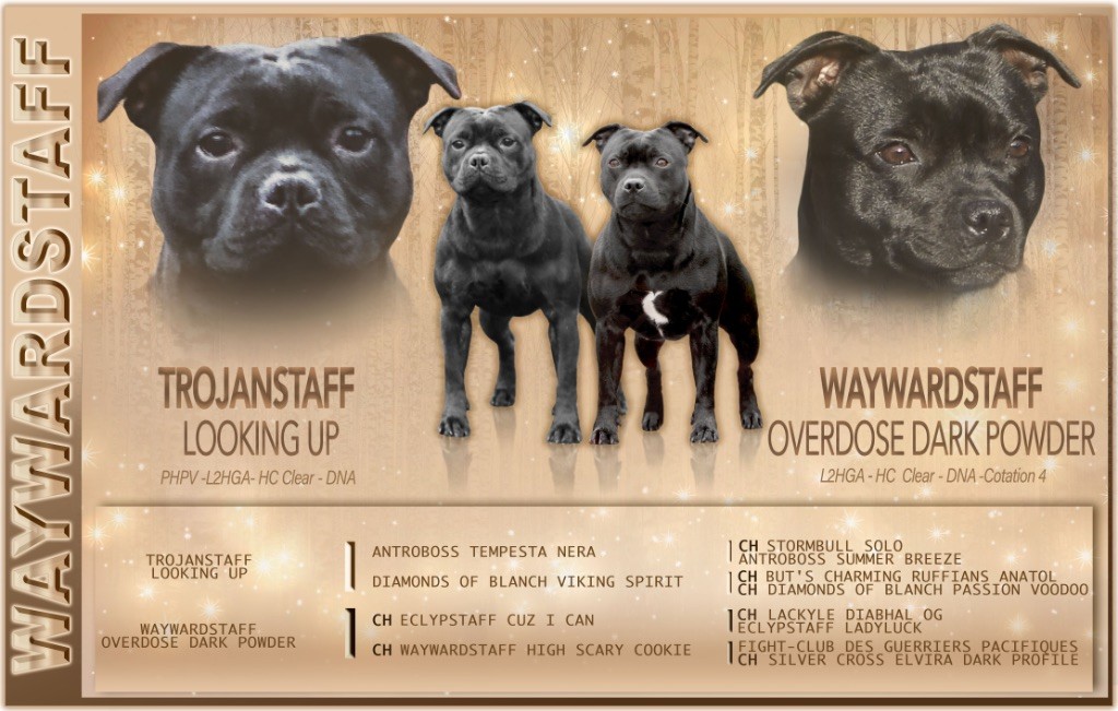 Chiot Staffordshire Bull Terrier Waywardstaff