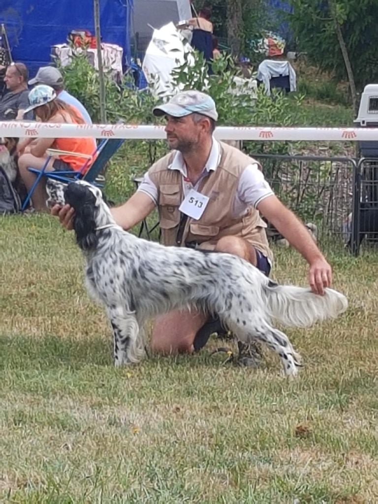 De La Sagne Noire - Speciale Setter Aurillac Juillet 2019