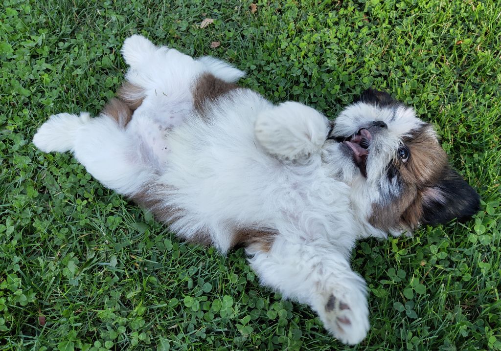 De La Maison Du Bois Du Charme - Shih Tzu - Portée née le 24/06/2019