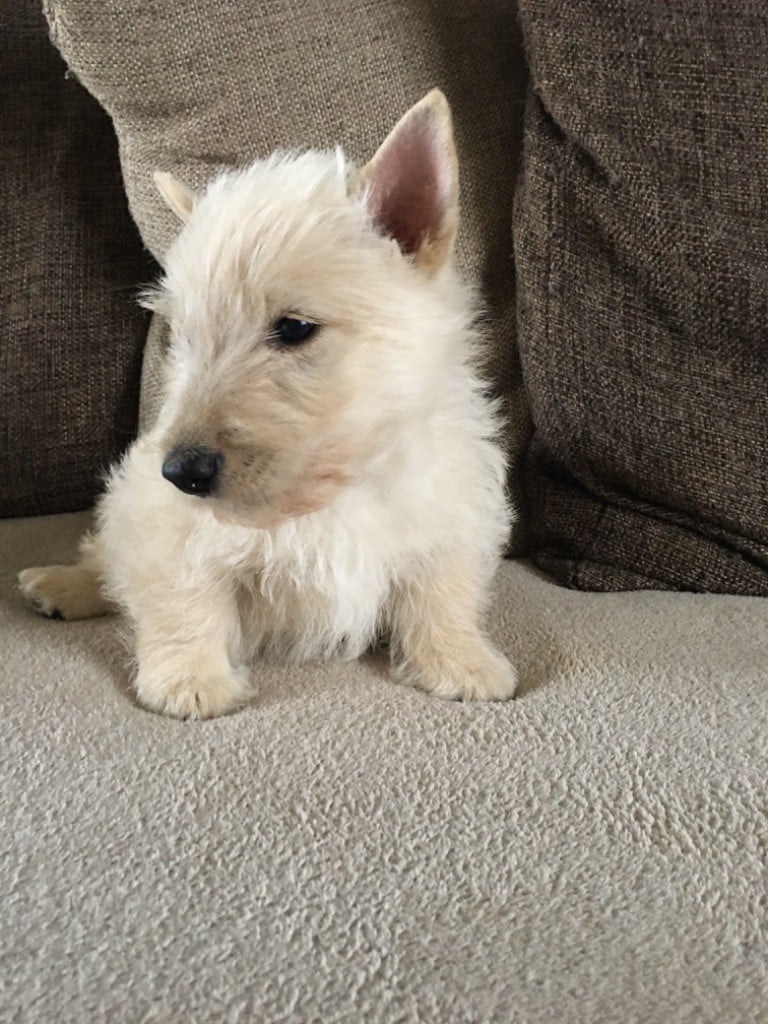 Du Royaume De Fantasia - Chiots disponibles - Scottish Terrier