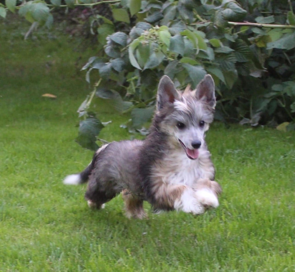 Du Royaume De Fantasia - Chiots disponibles - Chien chinois à crête