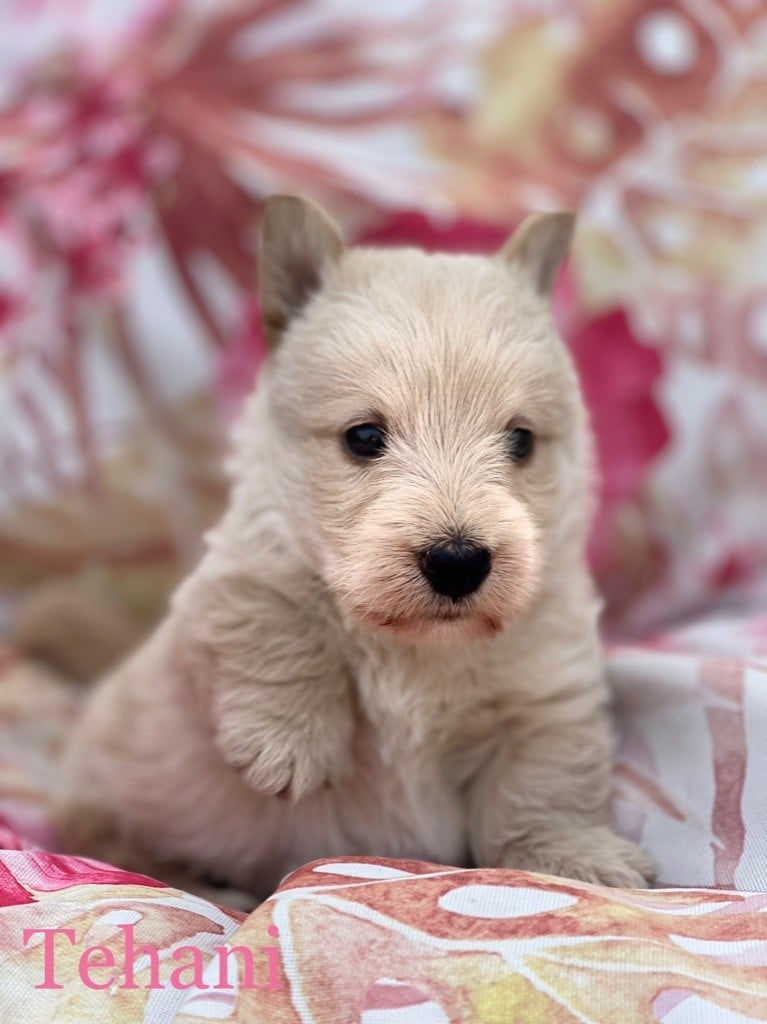 Du Royaume De Fantasia - Scottish Terrier - Portée née le 20/07/2022