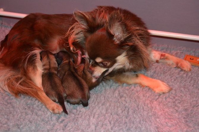 Du Moulin Aux Merles - Naissance des bébés de Galice