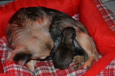 Du Moulin Aux Merles - Gilda et son bébé né hier