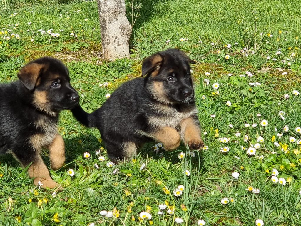 Des Trois Fers De Lance - Ils sont craquants!