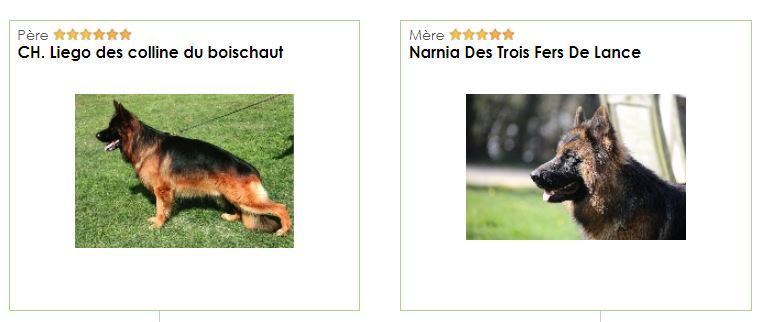 Des Trois Fers De Lance - Chiots prévus pour fin JANVIER 2021 !