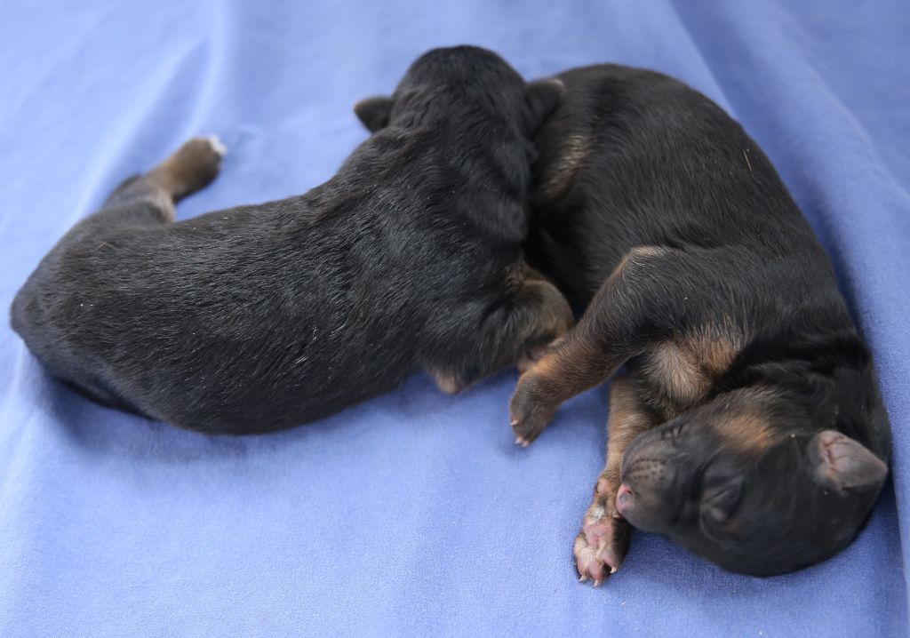 Des Trois Fers De Lance - Les chiots sont nés!