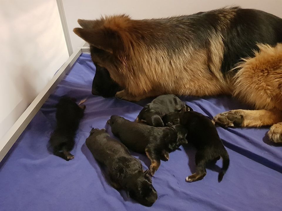 Des Trois Fers De Lance - Berger Allemand - Portée née le 06/09/2019