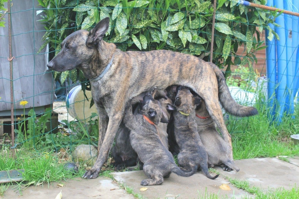 Chiot Berger hollandais De la Cité Des Conquistadores