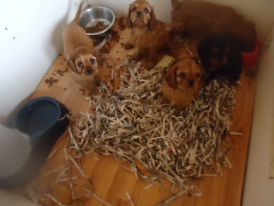 Des Joyaux De Victorine Au Jotty - 3 chiots disponible de suite vous attend