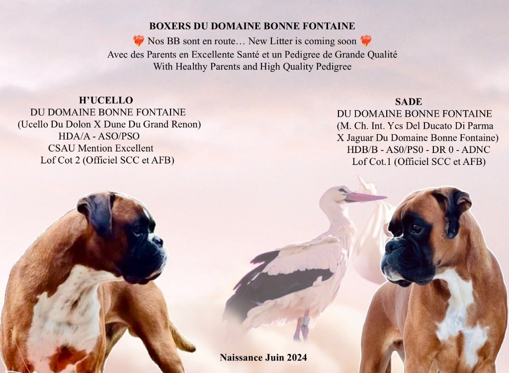 du Domaine Bonne Fontaine - Nos BB sont en route  New Litter is coming soon