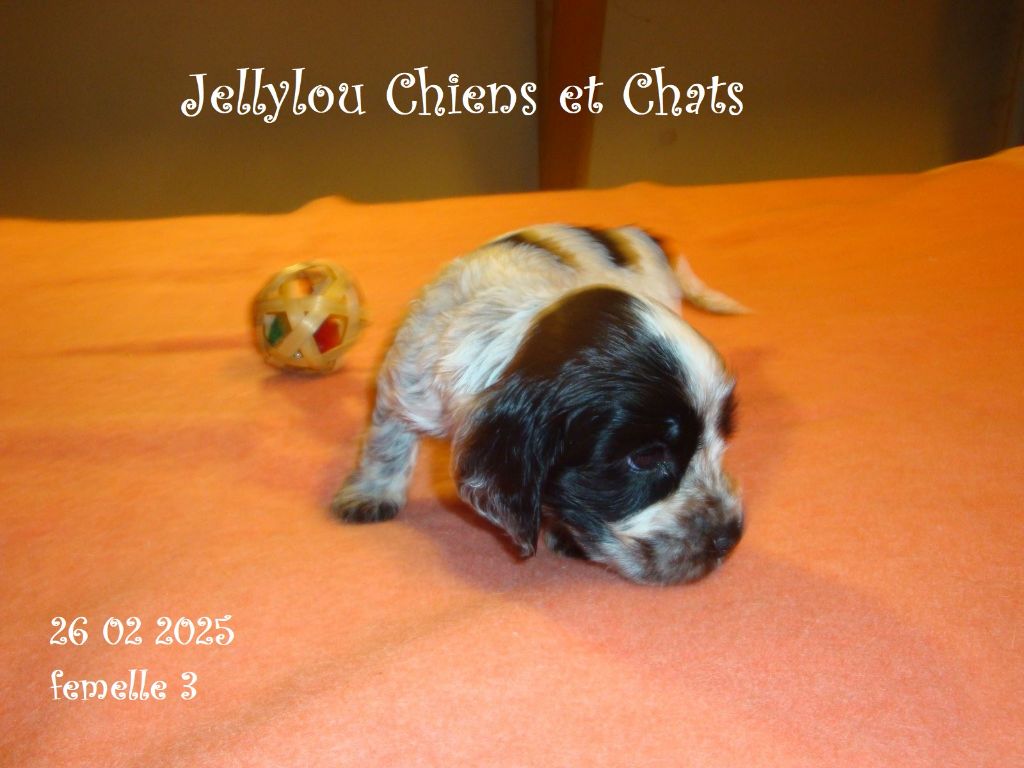 Jellylou - Chiots disponibles - Cocker Spaniel Anglais