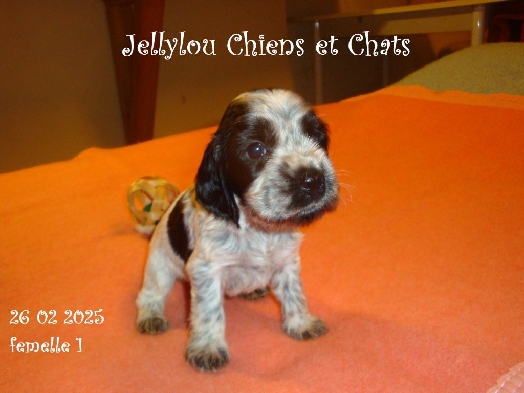 Jellylou - Chiots disponibles - Cocker Spaniel Anglais