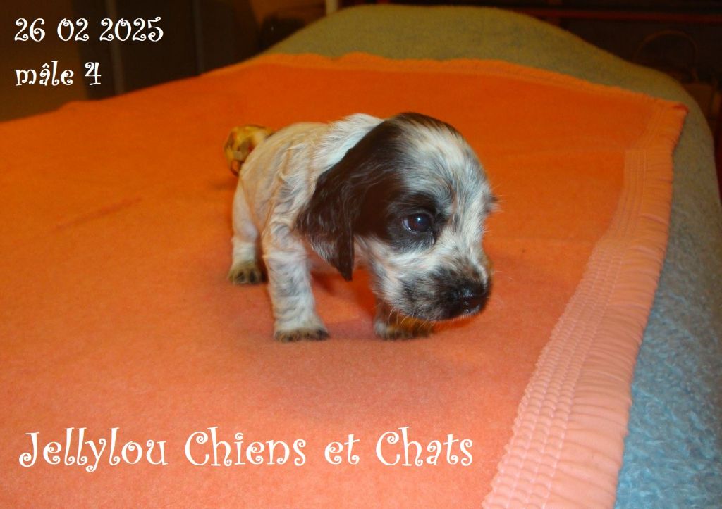 Jellylou - Chiots disponibles - Cocker Spaniel Anglais