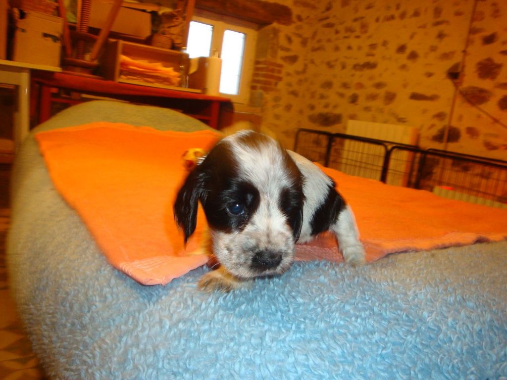 Jellylou - Chiots disponibles - Cocker Spaniel Anglais