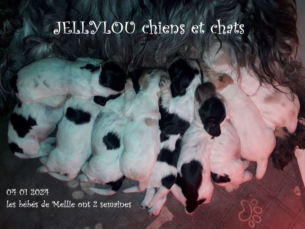 Jellylou - Cocker Spaniel Anglais - Portée née le 21/12/2023