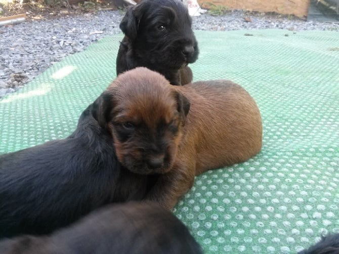 Chiots Doum Doum x Ch. Eragon des Plaines de Brotonne