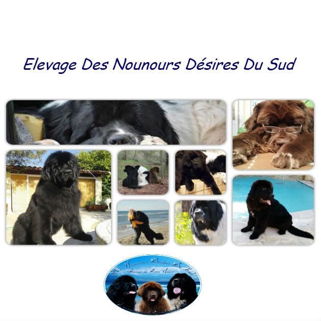 Des Nounours Desires Du Sud - Bonne Visite sur mon Nouveau site Bientôt en ligne  