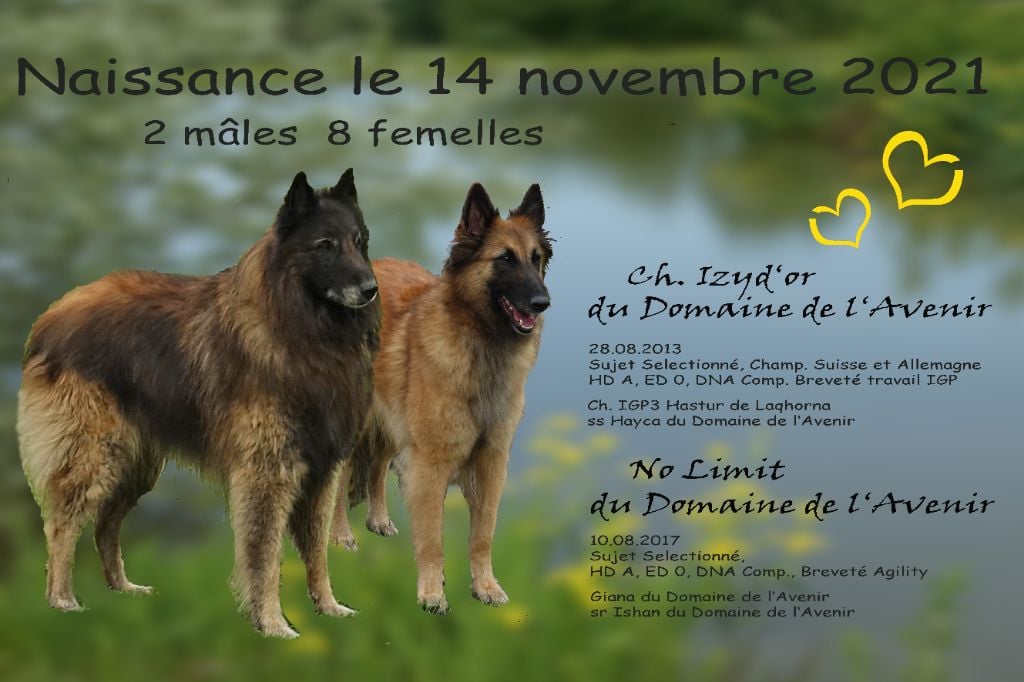 Du Domaine De L'avenir - Berger Belge - Portée née le 14/11/2021