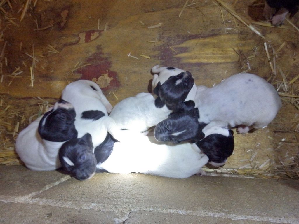 Chiot Pointer du passage des longs becs