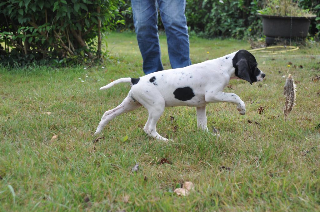 du passage des longs becs - Chiots disponibles - Pointer