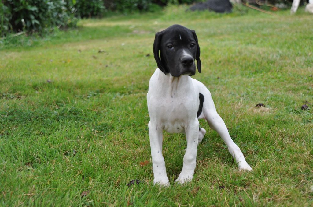 du passage des longs becs - Chiots disponibles - Pointer